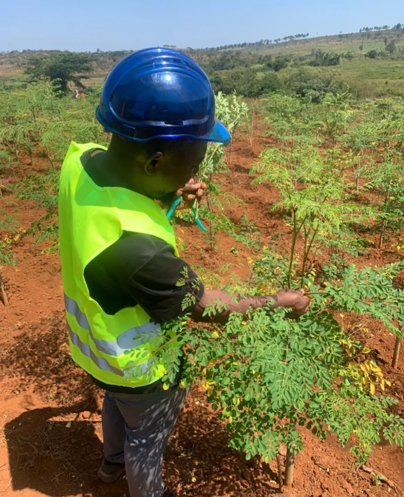 Choisir le Moringa Njikam, c'est opter pour la qualité, l'éthique et la durabilité.